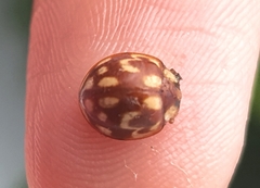 Neocalvia cayennensis