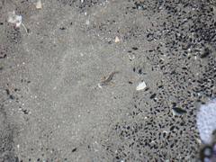 Parablennius laticlavius