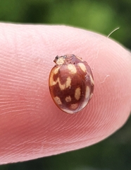 Neocalvia cayennensis