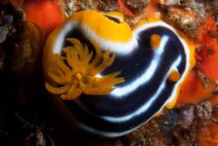 Chromodoris africana