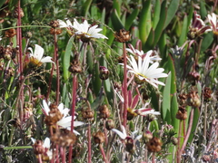 Arctotis pinnatifida