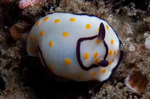 Spectacled Rainbow Dorid