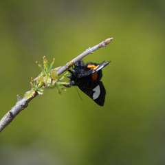 Psychomorpha epimenis