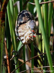 Ixobrychus minutus payesii