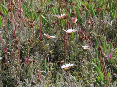 Arctotis pinnatifida