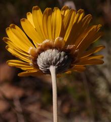 Ursinia macropoda