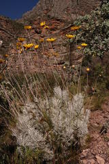 Ursinia macropoda