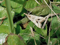 Diasemia monostigma