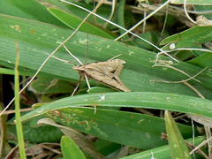 Diasemia monostigma