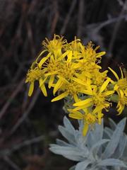 Senecio lineatus