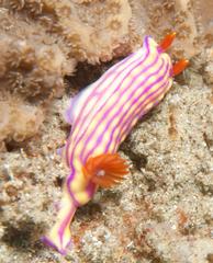 Hypselodoris