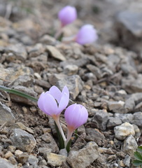 Colchicum triphyllum