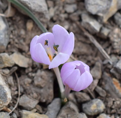 Colchicum triphyllum