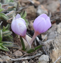 Colchicum triphyllum