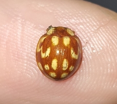Neocalvia cayennensis