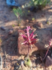 Lachenalia trichophylla