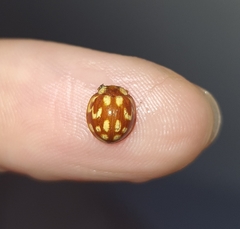 Neocalvia cayennensis