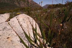 Ursinia punctata