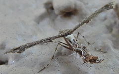 Michaelophorus indentatus