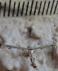 Michaelophorus indentatus