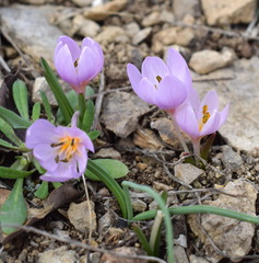 Colchicum triphyllum
