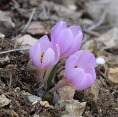 Colchicum triphyllum