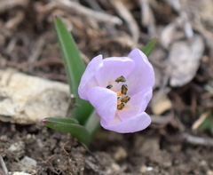 Colchicum triphyllum
