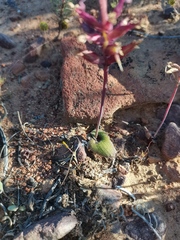 Lachenalia trichophylla