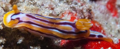 Hypselodoris regina