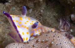 Hypselodoris pulchella