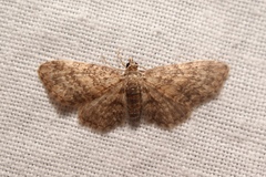 Eupithecia inturbata