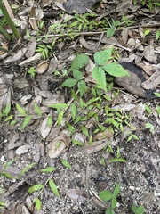 Toxicodendron radicans image