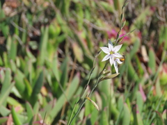 Gladiolus stellatus
