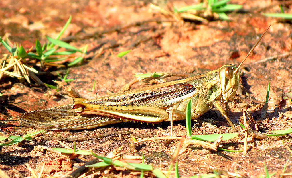 Bird Grasshopper
