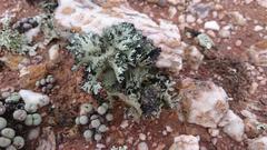 Xanthoparmelia hottentotta