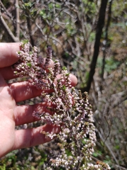 Erica hispidula