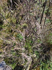 Erica hispidula
