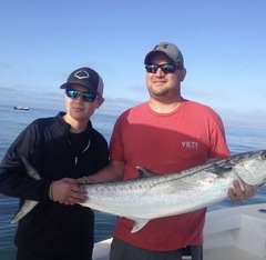 Scomberomorus cavalla