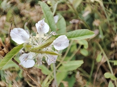 Nigella arvensis