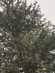 Vachellia xanthophloea