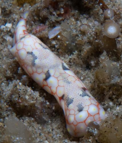 Odontoglaja mosaica