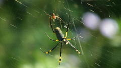 Trichonephila senegalensis annulata