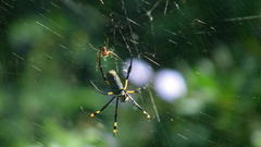 Trichonephila senegalensis annulata