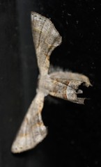 Phazaca leucocephala