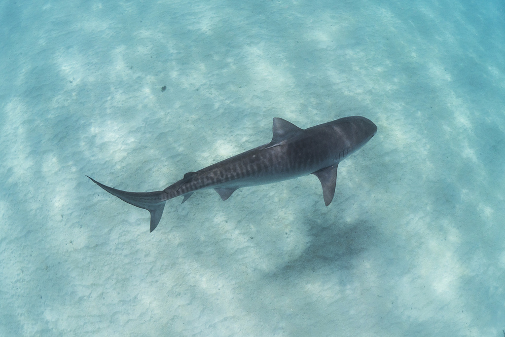 Tiger Sharks
