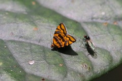 Choreutis amethystodes