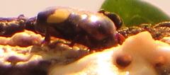 Pedinorrhina trivittata