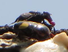 Pedinorrhina trivittata