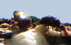 Pedinorrhina trivittata