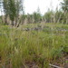 Calamagrostis rubescens - Photo (c) Matt Lavin,  זכויות יוצרים חלקיות (CC BY-SA)